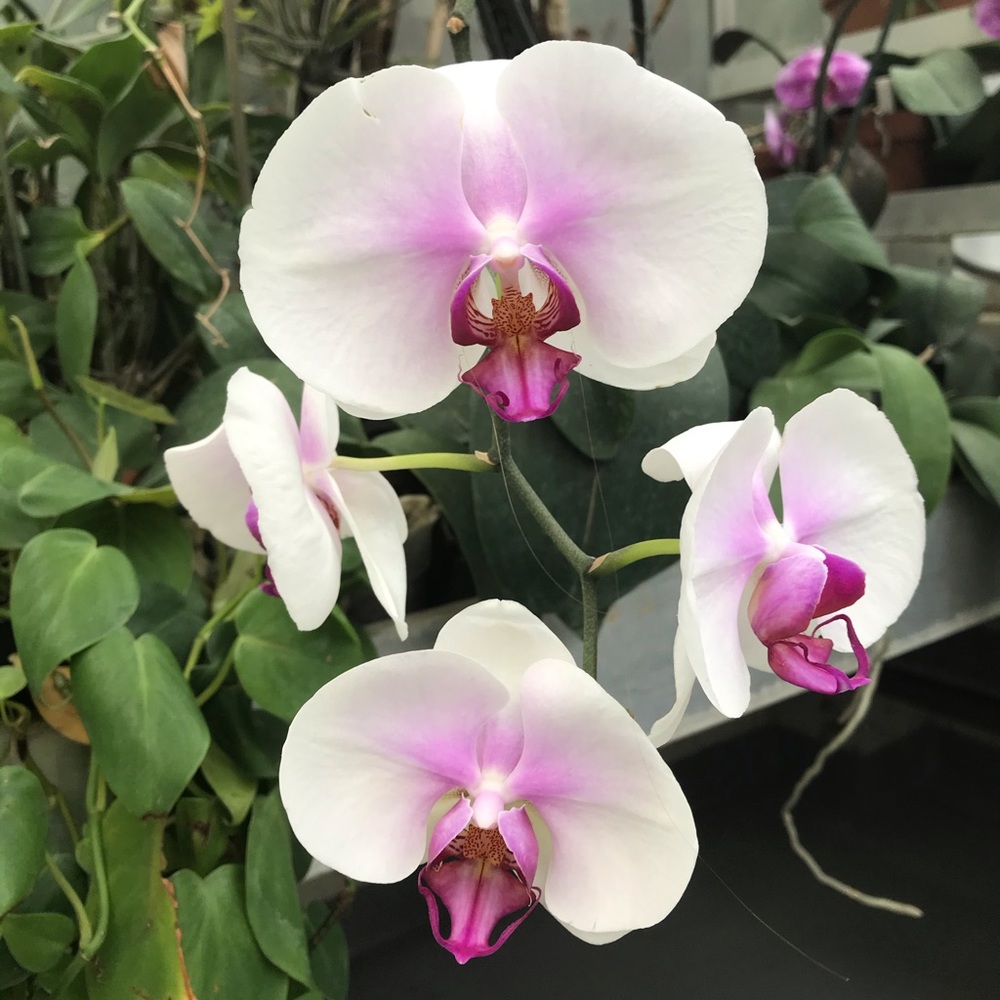 Meet your Posher, Marissa